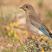 Mountain Bluebird